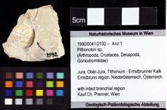 Foto (Objket + Etiketten) von Pithonoton sp. 